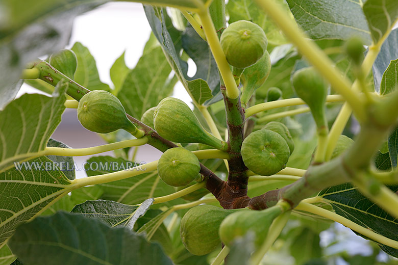 Apartments Bara�, Brela - figs