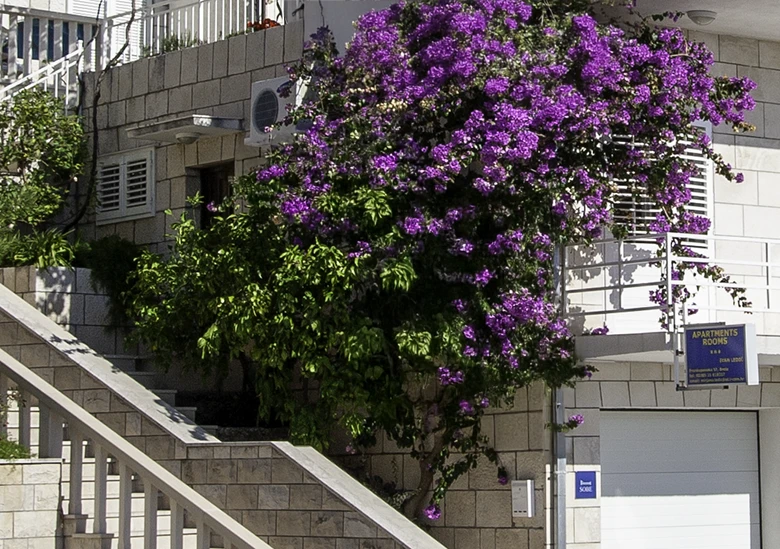 entrance, stairs, flowers, apartments Ledić, Brela